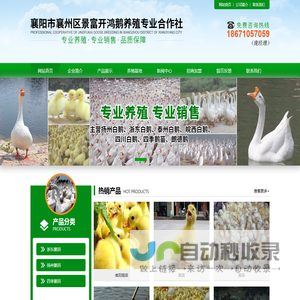 襄阳鹅苗