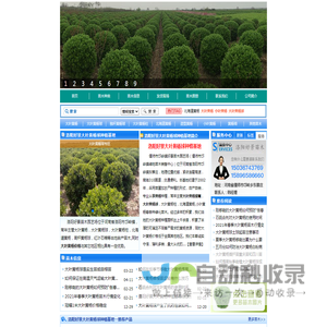洛阳好景大叶黄杨球种植基地