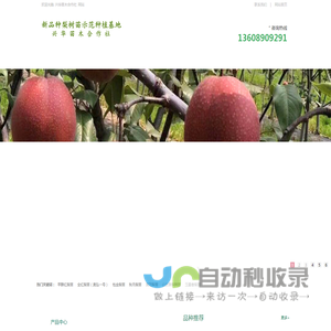 新品种梨树苗示范种植基地