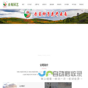 赤峰万寿菊杂交种子（色素）内蒙古赤峰赤菊园艺有限公司